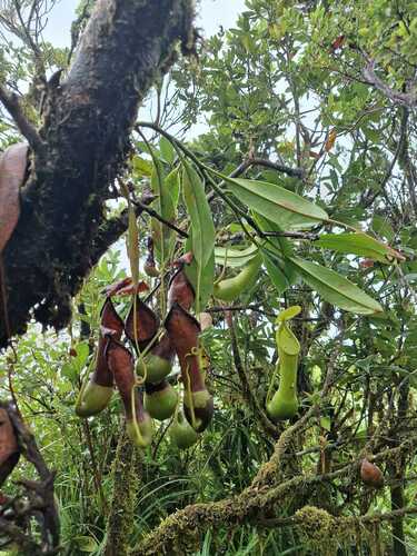 Nepenthes leyte
