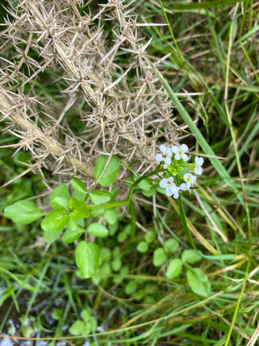 Foto de Agrião-selvagem