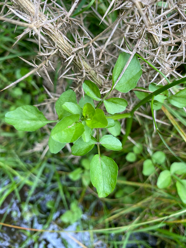 Foto de Agrião-selvagem