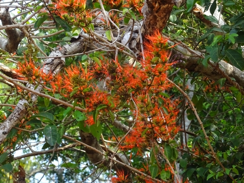 Foto de Quipá