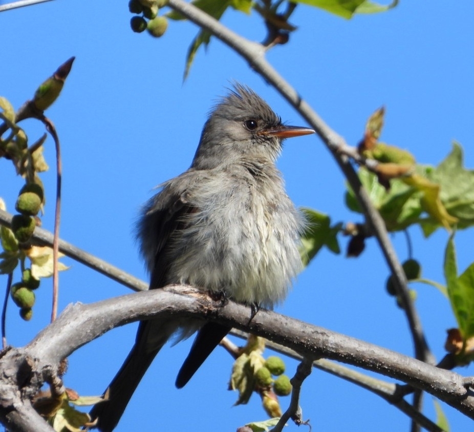 Greater Pewee