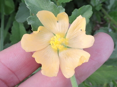 Malvastrum aurantiacum