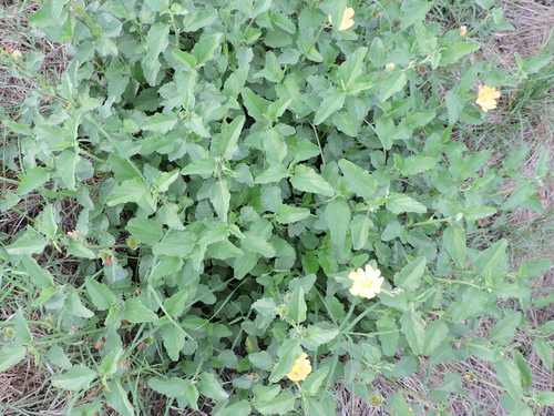 Image of Malvastrum aurantiacum by (c) Sam Kieschnick, some rights reserved (CC BY)