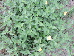 Malvastrum aurantiacum