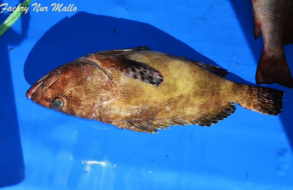 Netfin grouper (Epinephelus miliaris) — Serranidae