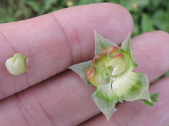 Malvastrum aurantiacum