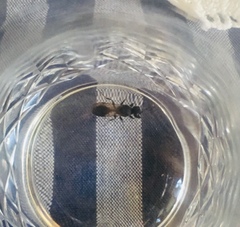 Pemphredonina