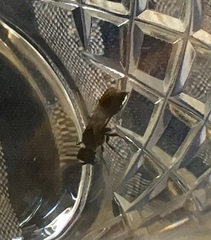 Pemphredonina