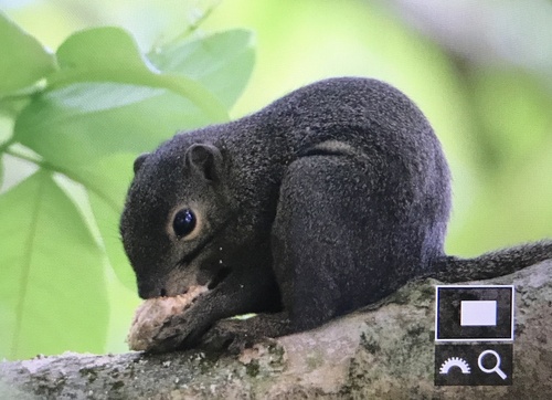 Plantain Squirrel, Cavendish Park, Singapore, SG, SG, photo 8 of 10