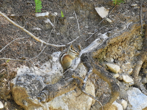 Sierra del Carmen Chipmunk