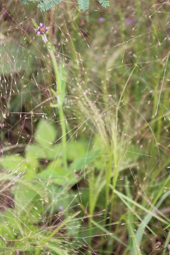 Image of Agrostis montevidensis by no rights reserved