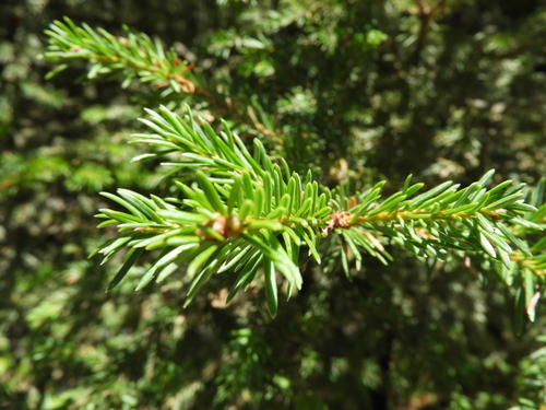 Image of Abies vejarii by (c) Leticia Jiménez Hernández, some rights reserved (CC BY-SA)