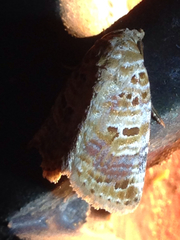 Diastema tigris
