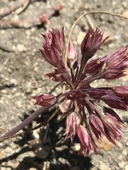 Allium fimbriatum
