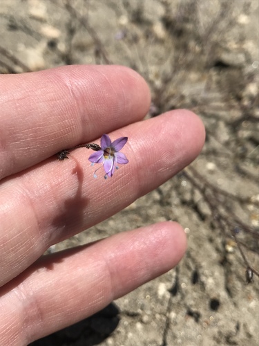 Gilia leptantha ssp. pinetorum