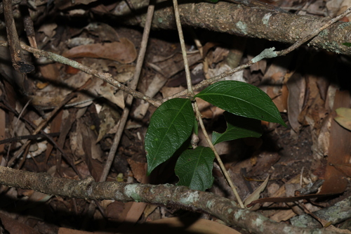Image of Gynochthodes canthoides by (c) Greg Tasney, some rights reserved (CC BY-SA)