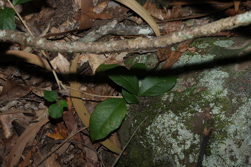 Image of Gynochthodes canthoides by (c) Greg Tasney, some rights reserved (CC BY-SA)