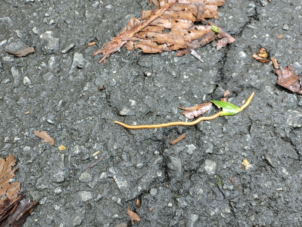 Soil Centipedes from Sepilok, 90000 Sandakan, Sabah, Malaysia on ...