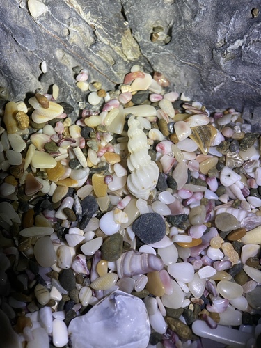 Cirsotrema zelebori observed 2025-02-22