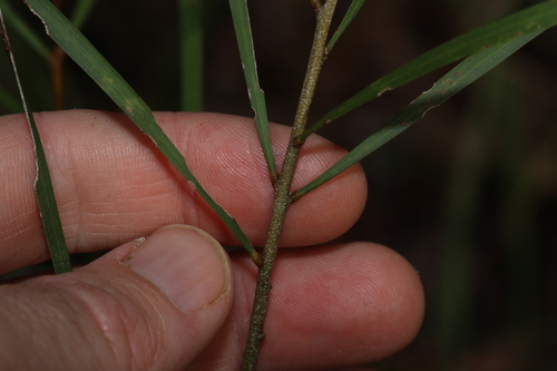 Image of Acacia maidenii by (c) Greg Tasney, some rights reserved (CC BY-SA)