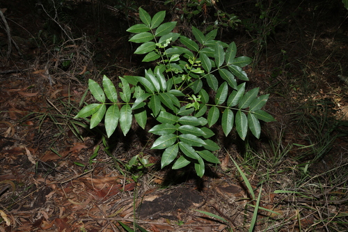 Image of Flindersia australis by (c) Greg Tasney, some rights reserved (CC BY-SA)