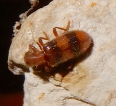Cymatodera puncticollis