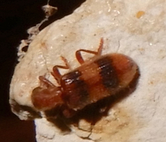 Cymatodera puncticollis