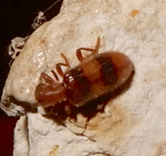 Cymatodera puncticollis