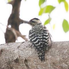 Dendrocopos analis