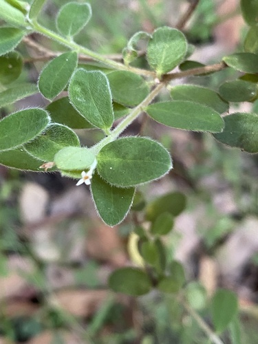 Pimelea altior, photograph 6