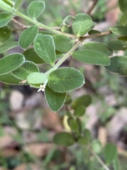 Pimelea altior, photograph Martin Hannan-Jones, CC BY, iNaturalist via GBIF