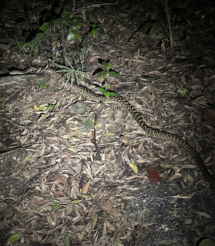 Australian Scrub Python sighting