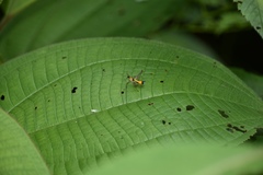 Paramastax rosenbergi