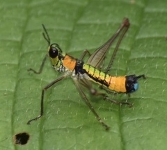 Paramastax rosenbergi