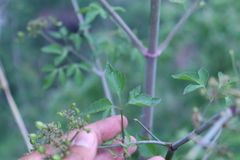 Prionosciadium acuminatum
