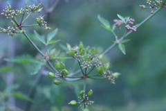 Prionosciadium acuminatum