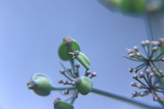 Prionosciadium acuminatum