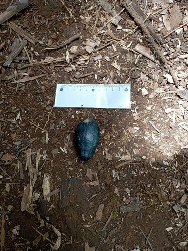 Canarium indicum observed 2024-10-12