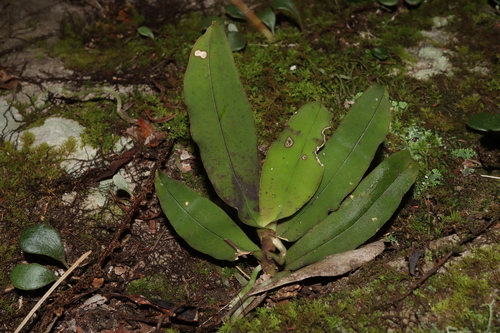Green Tree Orchid (Sarcochilus parviflorus)