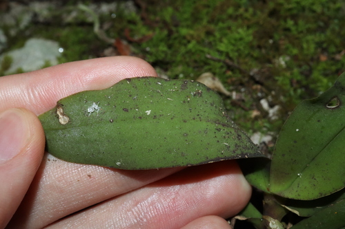 Image of Sarcochilus parviflorus by (c) Thomas Mesaglio, some rights reserved (CC BY)