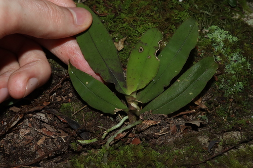 Image of Sarcochilus parviflorus by (c) Thomas Mesaglio, some rights reserved (CC BY)