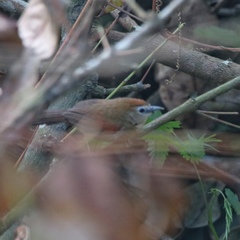 Cyanoderma melanothorax