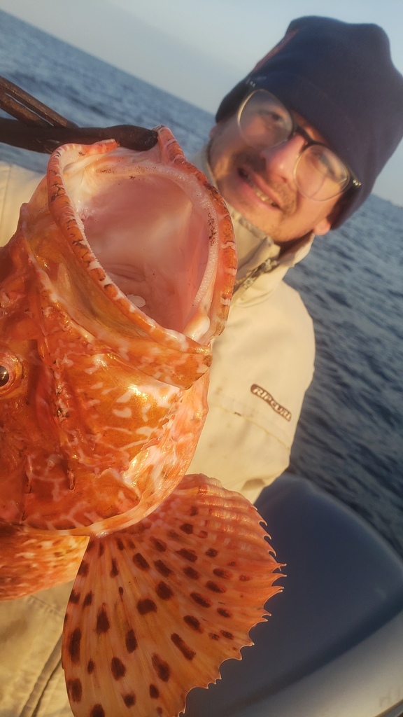 Crowned rockfish (Scorpaena stephanica) — Scorpaenidae