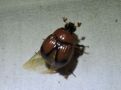 Bolbocerosoma elongatum