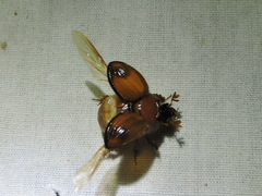 Bolbocerosoma elongatum