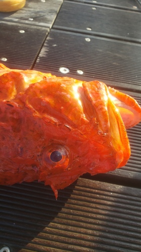 Crowned rockfish (Scorpaena stephanica) — Scorpaenidae — 2