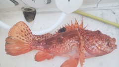 Spotted Fin Scorpionfish photo 1
