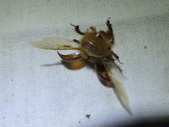 Bolbocerosoma elongatum