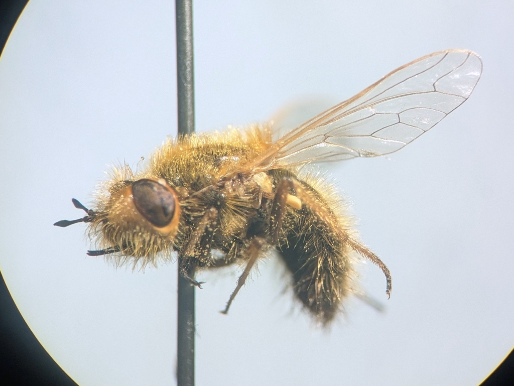 Corsomyza ochrostoma