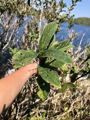 Lonicera involucrata